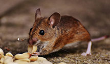 24 Hour & Emergency Exterminators in Green Bank, NJ